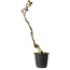 Wisteria sinensis, 30 cm, ± 15 years old