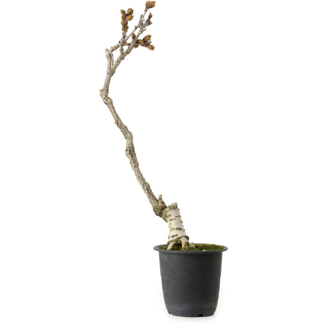 Wisteria sinensis, 30 cm, ± 15 years old