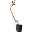 Wisteria sinensis, 30 cm, ± 15 años de edad
