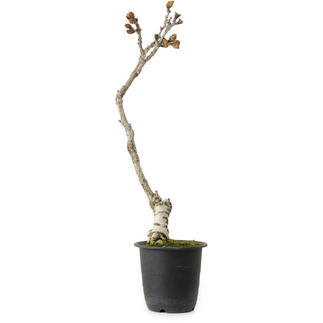 Wisteria sinensis, 30 cm, ± 15 years old