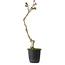 Wisteria sinensis, 30 cm, ± 15 jaar oud
