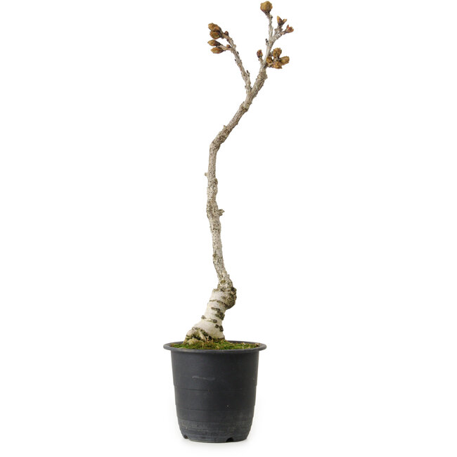 Wisteria sinensis, 30 cm, ± 15 years old