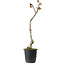 Wisteria sinensis, 30 cm, ± 15 years old