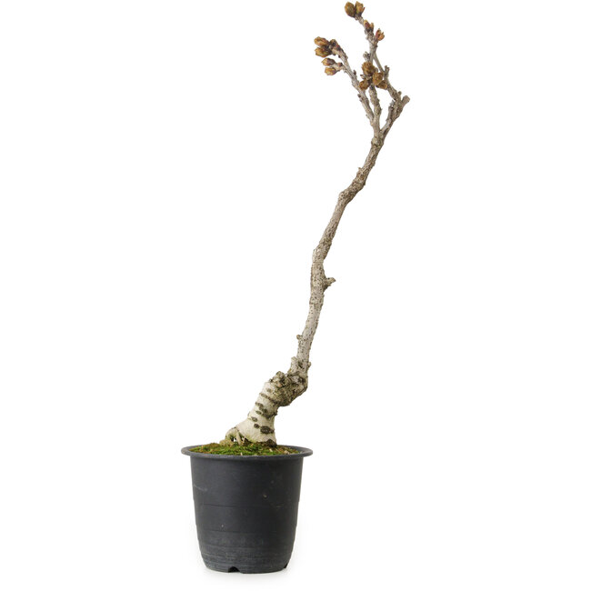 Wisteria sinensis, 30 cm, ± 15 años de edad