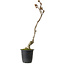 Wisteria sinensis, 30 cm, ± 15 jaar oud