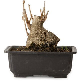 Ginkgo Biloba, 13 cm, ± 15 ans