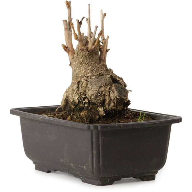 Ginkgo Biloba, 13 cm, ± 15 ans, avec un nebari de 8 cm