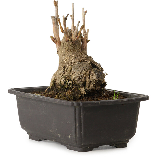 Ginkgo Biloba, 13 cm, ± 15 jaar oud, met een nebari van 8 cm.