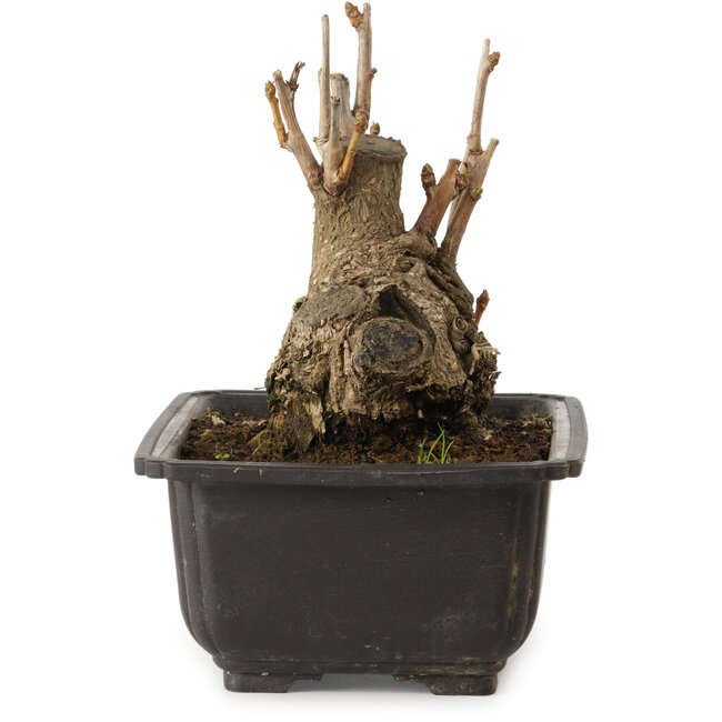 Ginkgo biloba, 13 cm, ca. 15 Jahre alt, mit einem Nebari von 8 cm