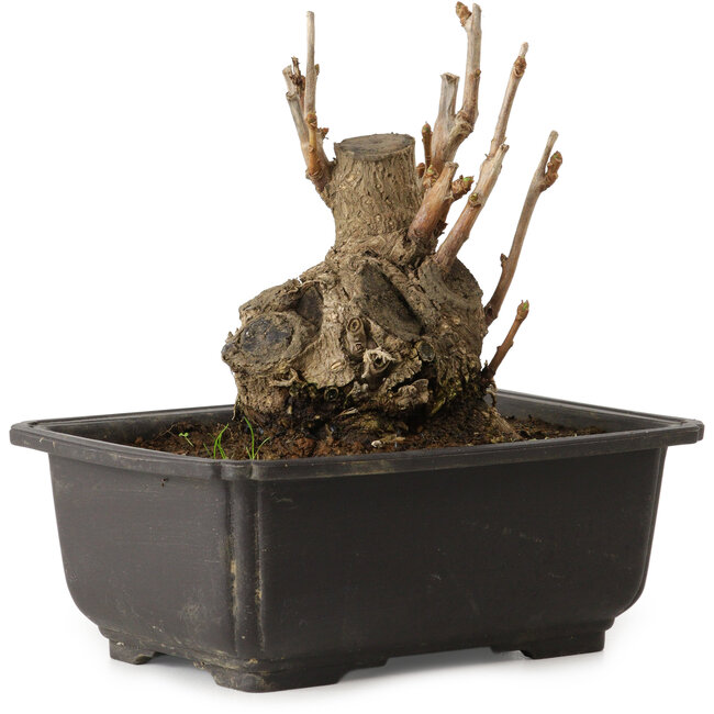 Ginkgo Biloba, 13 cm, ± 15 years old, with a nebari of 8 cm