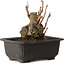 Ginkgo Biloba, 13 cm, ± 15 jaar oud, met een nebari van 8 cm.