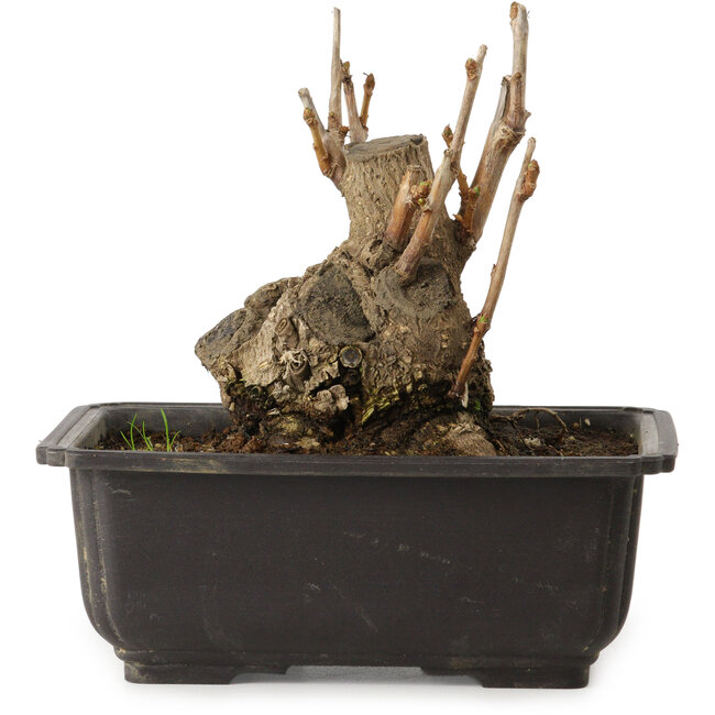 Ginkgo biloba, 13 cm, ca. 15 Jahre alt, mit einem Nebari von 8 cm