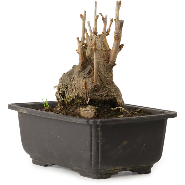 Ginkgo Biloba, 13 cm, ± 15 años, con un nebari de 8 cm