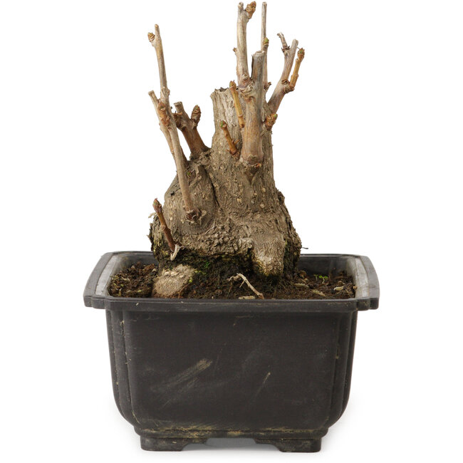 Ginkgo Biloba, 13 cm, ± 15 jaar oud, met een nebari van 8 cm.