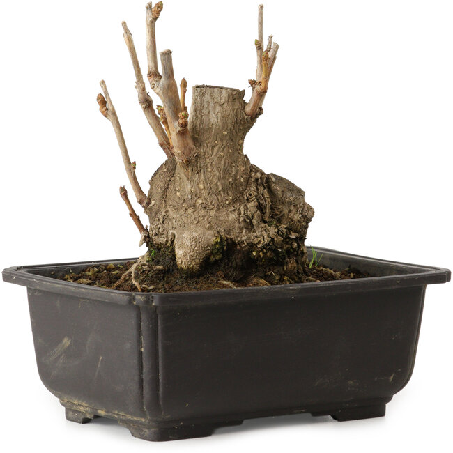 Ginkgo biloba, 13 cm, ca. 15 Jahre alt, mit einem Nebari von 8 cm