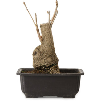 Ginkgo Biloba, 19 cm, ± 15 jaar oud