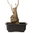 Ginkgo Biloba, 19 cm, ± 15 years old, with a nebari of 8 cm