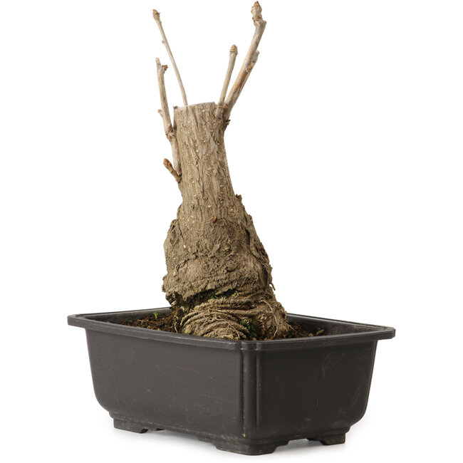 Ginkgo Biloba, 19 cm, ± 15 jaar oud, met een nebari van 8 cm.