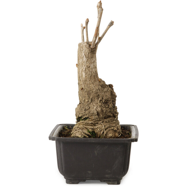 Ginkgo biloba, 19 cm, ca. 15 Jahre alt, mit einem Nebari von 8 cm