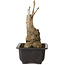 Ginkgo Biloba, 19 cm, ± 15 years old, with a nebari of 8 cm