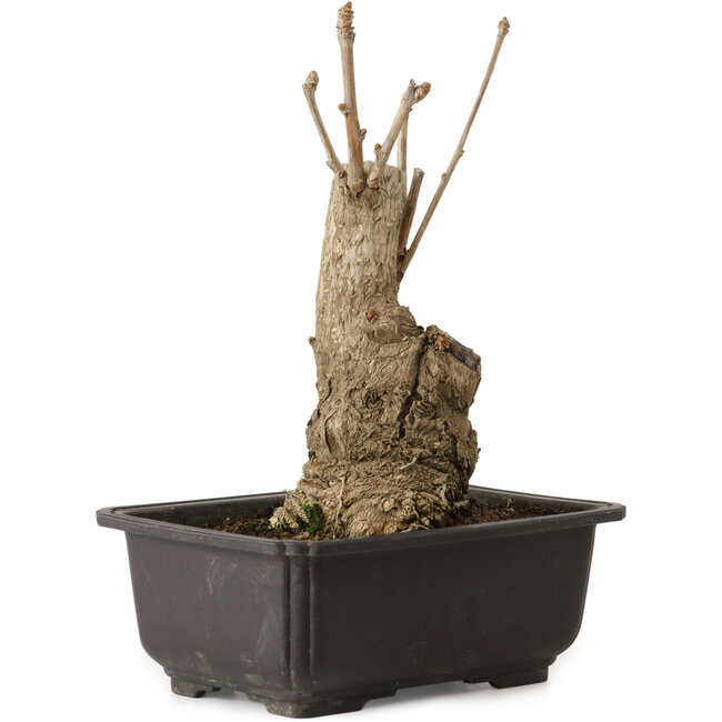 Ginkgo Biloba, 19 cm, ± 15 años, con un nebari de 8 cm