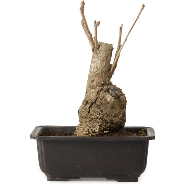 Ginkgo Biloba, 19 cm, ± 15 años, con un nebari de 8 cm