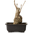 Ginkgo Biloba, 19 cm, ± 15 jaar oud, met een nebari van 8 cm.