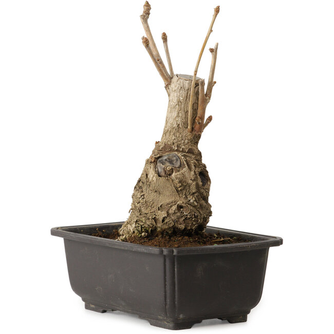 Ginkgo Biloba, 19 cm, ± 15 anni, con nebari di 8 cm