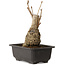 Ginkgo Biloba, 19 cm, ± 15 jaar oud, met een nebari van 8 cm.