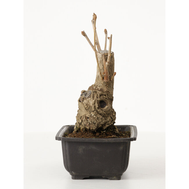 Ginkgo Biloba, 19 cm, ± 15 años, con un nebari de 8 cm