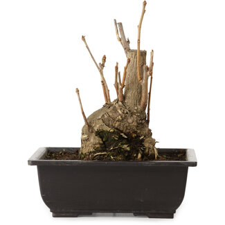 Ginkgo Biloba, 19 cm, ± 15 ans