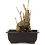 Ginkgo Biloba, 19 cm, ± 15 jaar oud, met een nebari van 8 cm.