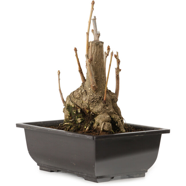 Ginkgo Biloba, 19 cm, ± 15 ans, avec un nebari de 8 cm