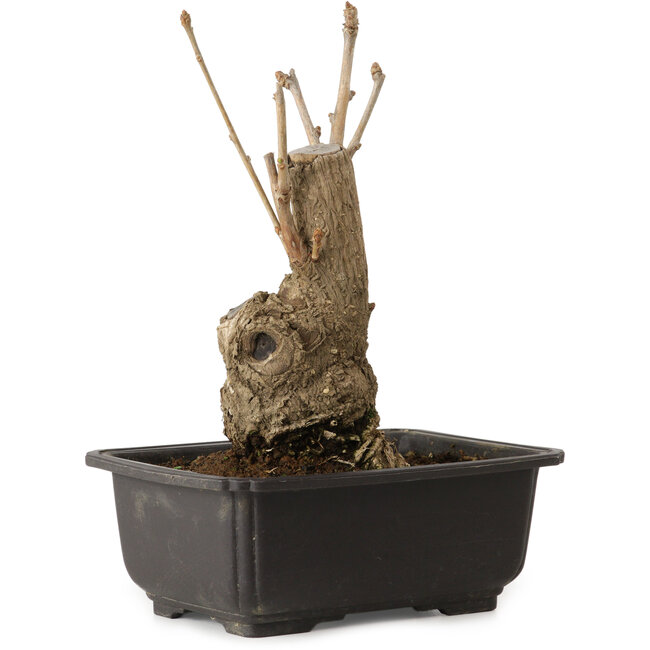 Ginkgo Biloba, 19 cm, ± 15 años, con un nebari de 8 cm