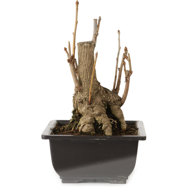 Ginkgo Biloba, 19 cm, ± 15 jaar oud, met een nebari van 8 cm.