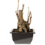 Ginkgo Biloba, 19 cm, ± 15 jaar oud, met een nebari van 8 cm.