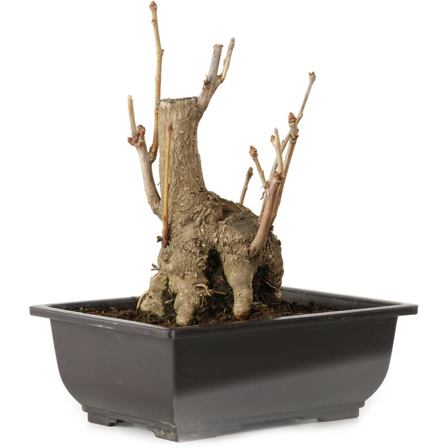 Ginkgo Biloba, 19 cm, ± 15 years old, with a nebari of 8 cm