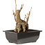 Ginkgo Biloba, 19 cm, ± 15 jaar oud, met een nebari van 8 cm.
