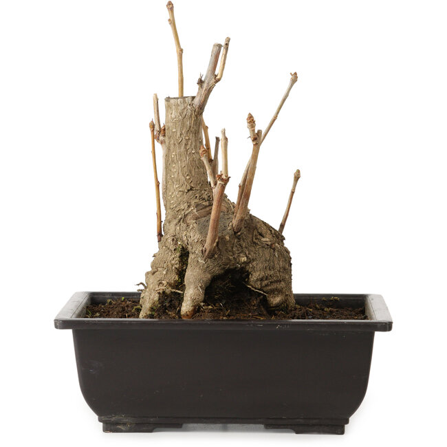 Ginkgo Biloba, 19 cm, ± 15 jaar oud, met een nebari van 8 cm.