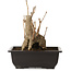 Ginkgo Biloba, 19 cm, ± 15 years old, with a nebari of 8 cm