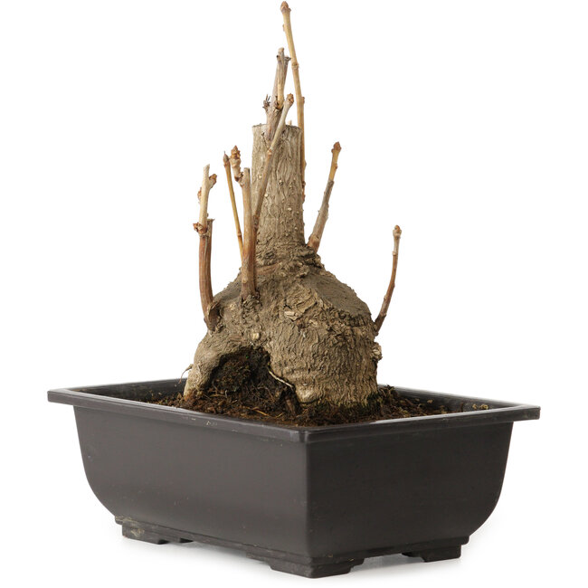 Ginkgo Biloba, 19 cm, ± 15 años, con un nebari de 8 cm