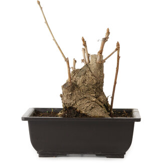Ginkgo biloba, 16 cm, ± 15 Jahre alt