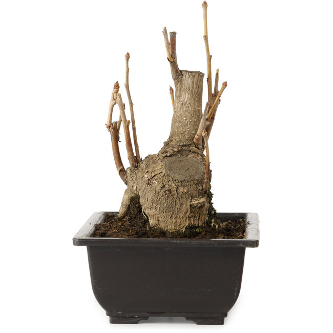 Ginkgo Biloba, 19 cm, ± 15 años, con un nebari de 8 cm