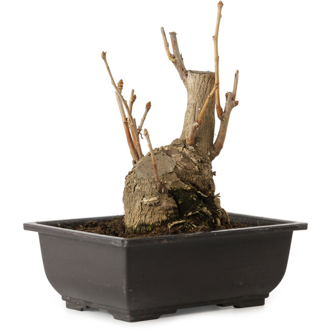 Ginkgo Biloba, 19 cm, ± 15 years old, with a nebari of 8 cm