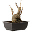 Ginkgo Biloba, 19 cm, ± 15 jaar oud, met een nebari van 8 cm.