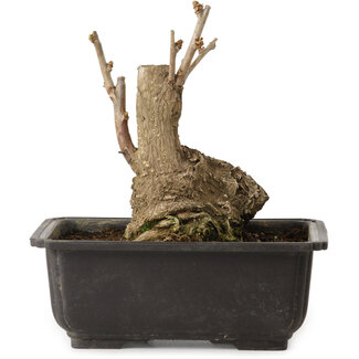 Ginkgo Biloba, 17 cm, ± 15 years old