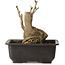 Ginkgo Biloba, 17 cm, ± 15 jaar oud, met een nebari van 8 cm.