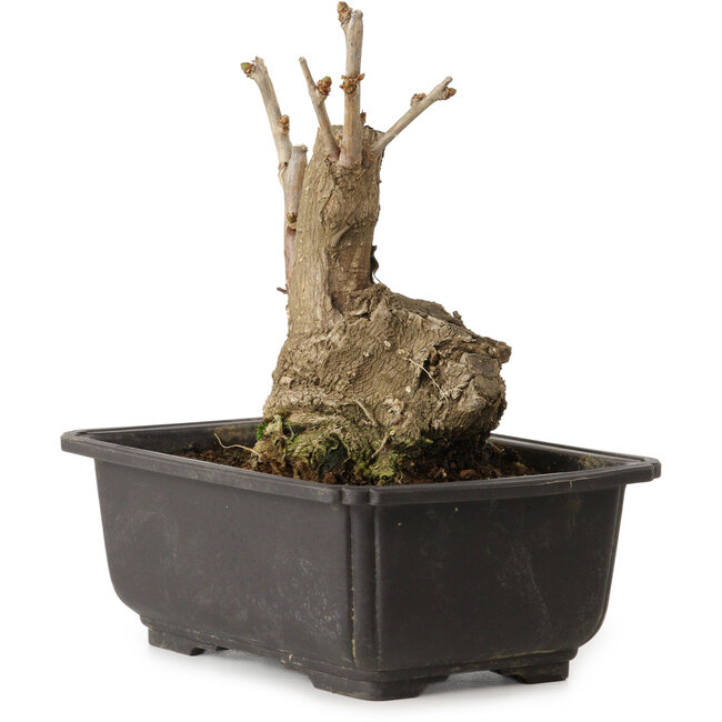 Ginkgo Biloba, 17 cm, ± 15 jaar oud, met een nebari van 8 cm.
