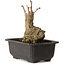 Ginkgo Biloba, 17 cm, ± 15 years old, with a nebari of 8 cm
