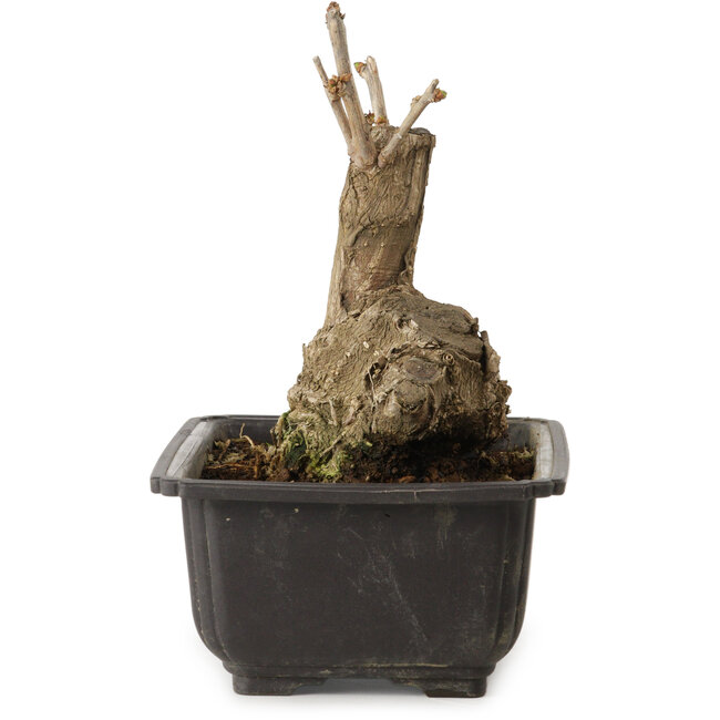 Ginkgo Biloba, 17 cm, ± 15 jaar oud, met een nebari van 8 cm.